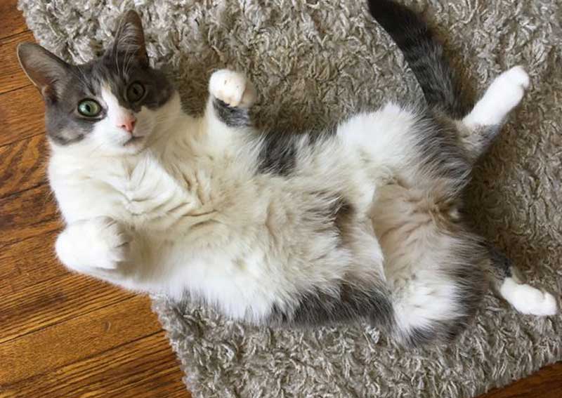 Carousel Slide 6: Cat veterinary exams