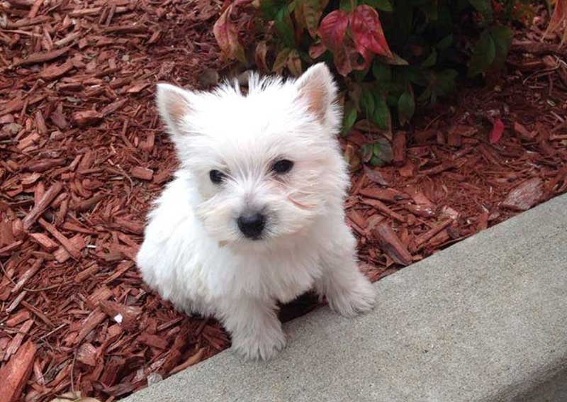 Carousel Slide 3: Puppy exams